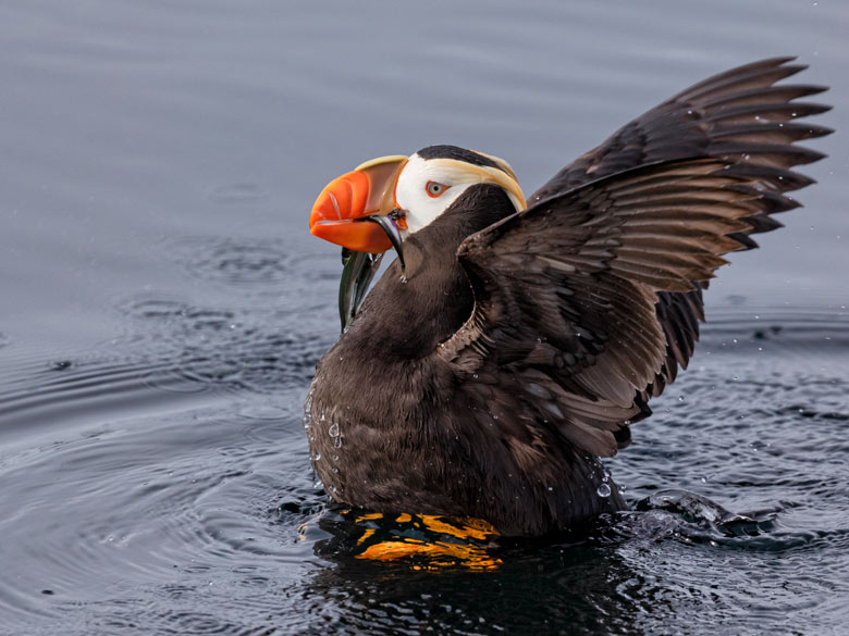 tufted puffin holding fish in its beak