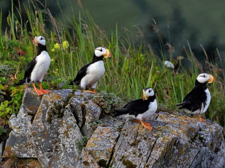 horned puffins on a cliff