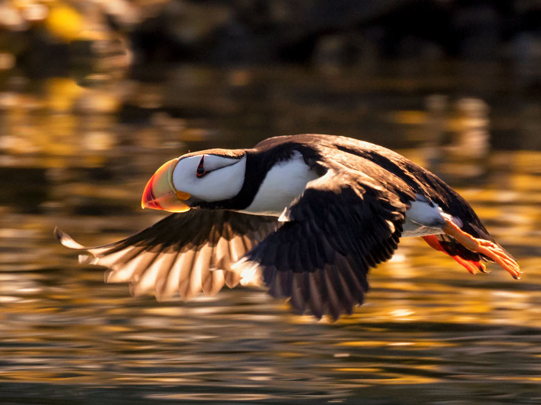 flying puffin, backlit