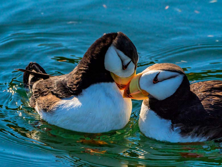 5 Reasons Puffins Win At Love