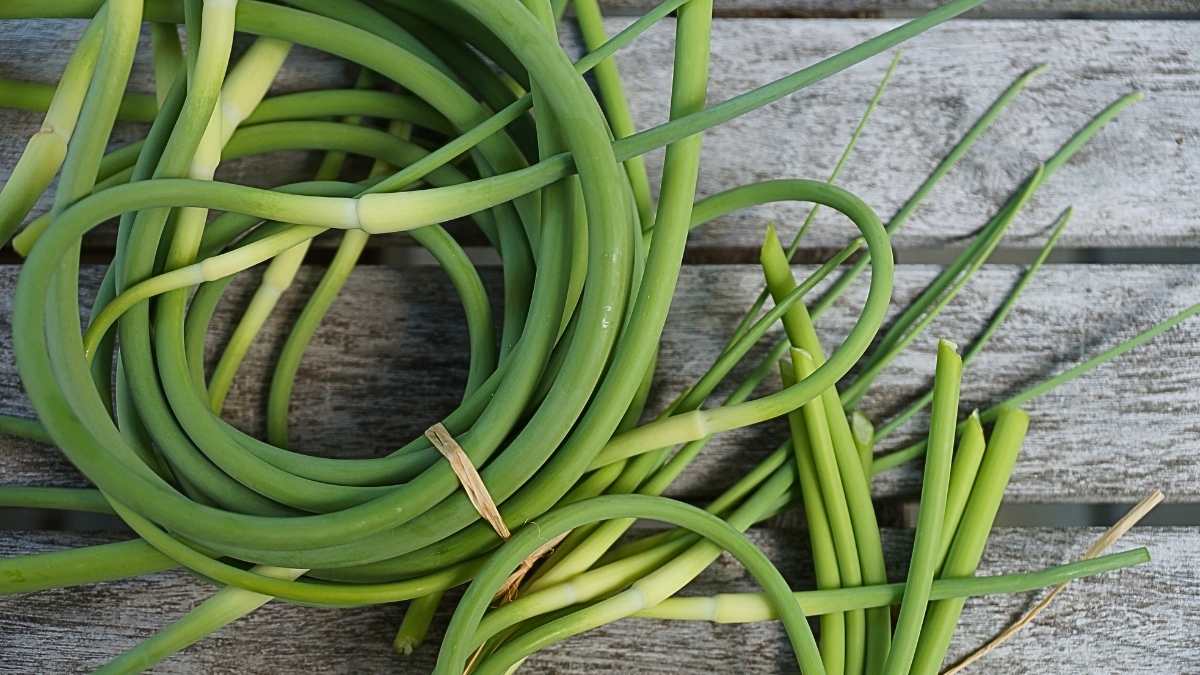 Freshly harvested garlic scapes on a wooden table