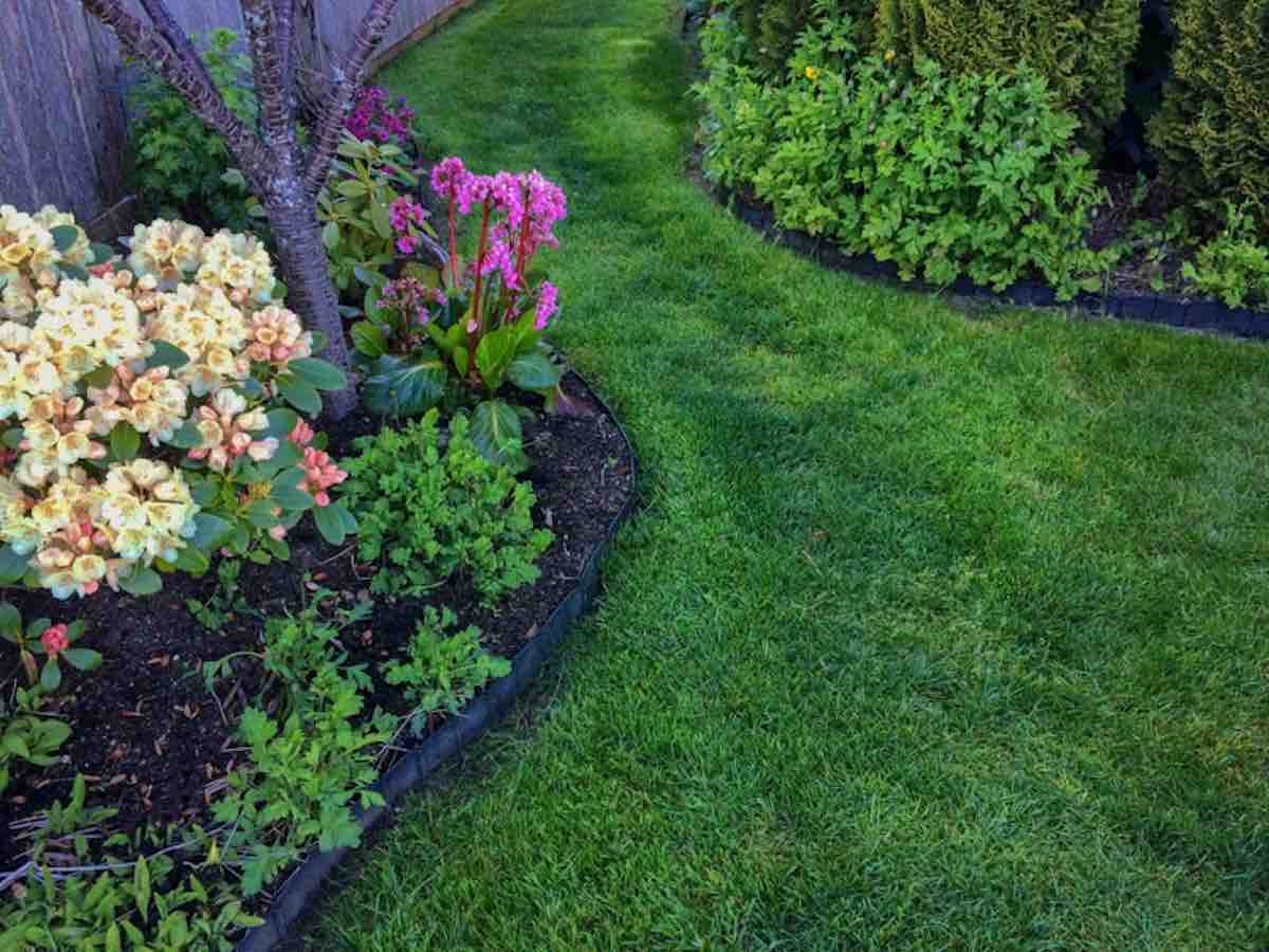 lawn care green grass